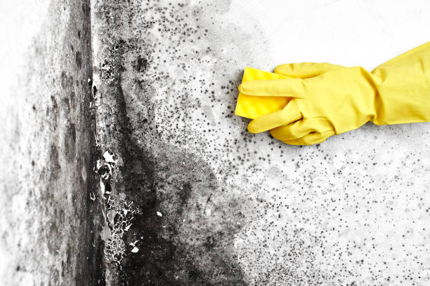 Best Attic Mold Removal  in Merrionette Park, IL