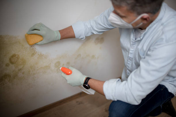 Best Mold Cleaning Services  in Merrionette Park, IL