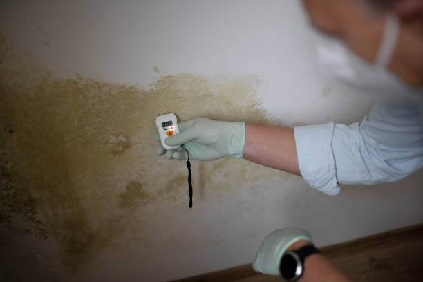 Trusted Merrionette Park, IL Mold Removal Experts