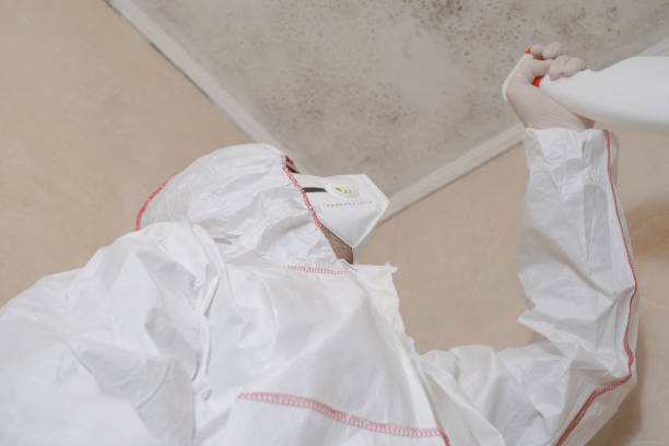 Best Certified Mold Removal  in Merrionette Park, IL