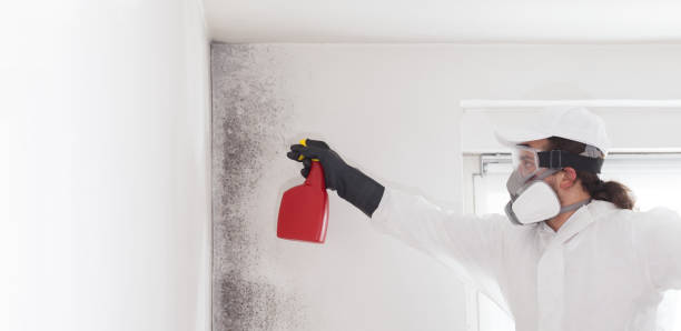 Best Office Mold Removal Services  in Merrionette Park, IL