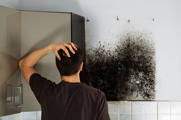 Best Mold Removal Near Me  in Merrionette Park, IL