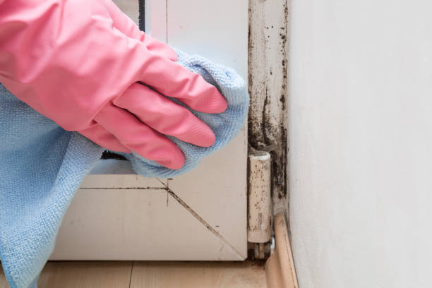 Best Mold Damage Repair  in Merrionette Park, IL